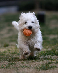 Adult Pet Wellness at our Seattle Veterinary Hospital