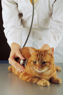 Complete Medical Assessment from Our Seattle Veterinary Hospital