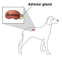 Veterinary Endocrinology Seattle, WA