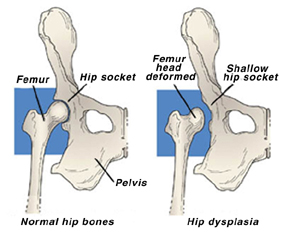 Seattle Veterinarians Explore Hip Dysplasia