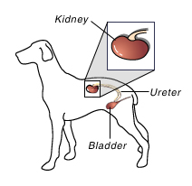 Seattle Vets Explain Renal Dysplasia