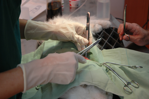 Soft Tissue Surgery - Veterinarians Seattle, WA