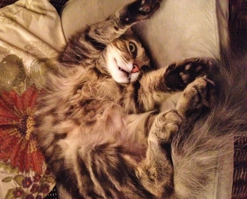 Shaggy playfully shows his tummy