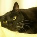 Sophie, a black cat was brought here to Hawthorne Hills Veterinary Hospital in Seattle because she was coughing.