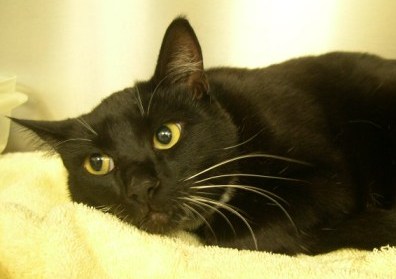 Sophie, a black cat was brought here to Hawthorne Hills Veterinary Hospital in Seattle because she was coughing.