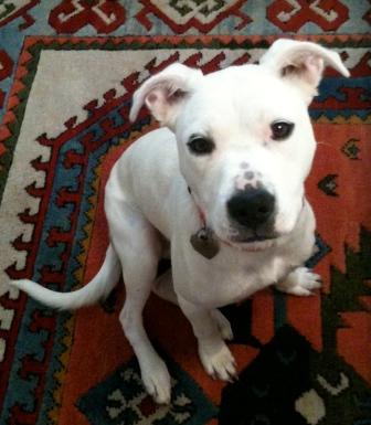 Pinky, a white Pitbull swallowed a mango pit and had been vomiting for several weeks before she came to Hawthorne Hills Veterinary Hosptial in Seattle.