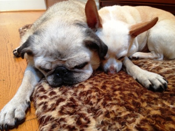 Tuckerd out after a busy day at Hawthorne Hills Veterinary Hospital in Seattle, WA