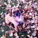 Coco in the leaves outside of Hawthorne Hills Veterinary Hospital in Seattle, WA