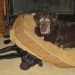 Lacey still queen of the dog bed - Our veterinarians in Settle, encourage sharing!