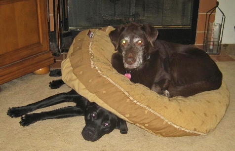 Lacey still queen of the dog bed - Our veterinarians in Settle, encourage sharing!