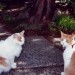 Maynard and friend at our Veterinary Hospital in Seattle