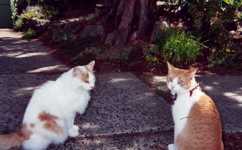 Maynard and friend at our Veterinary Hospital in Seattle