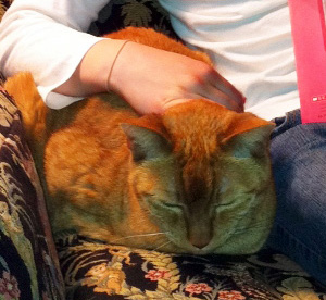 Mish Mish relaxing with our veterinarians in Seattle, WA