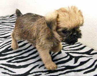 Puppy Gretchen at Our Seattle Veterinary Hospital