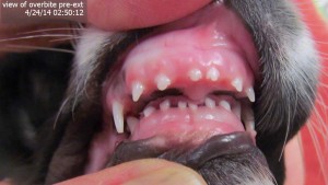 is it normal for a puppy to have an overbite