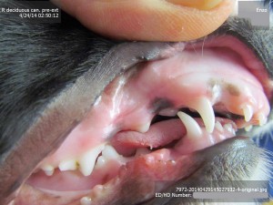 should i buy a puppy with an overbite