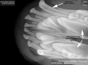 Pre Extraction X-Ray - Canine Overbite