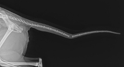 Tail Radiograph (250x135)