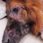 Dog - Skin Infection - Itchy Skin