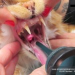 Cat Exam - Mouth Open