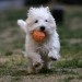 white terrier running with orange ball