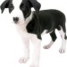 black and white great dane puppy