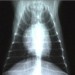 Radiology