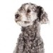 grey poodle