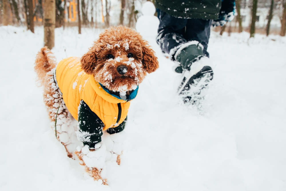 Winter Walks: How to Safely Exercise Your Dog in Cold Weather