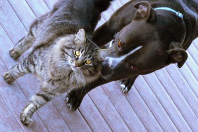 cat and dog