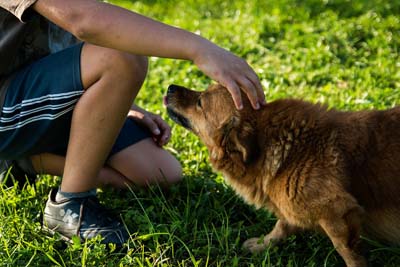 picture of a dog with a hand petting its head