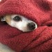 picture of dog peeking out of a blanket