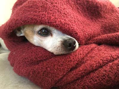 picture of dog peeking out of a blanket