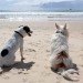 photo of two dogs on the beach