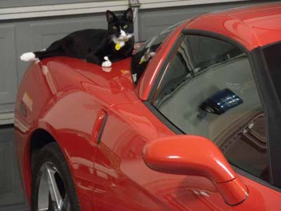 photo of a cat lying on a sports car