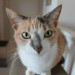 photo of a cat on a railing