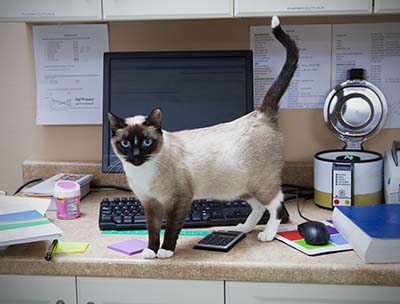 Cat on the computer