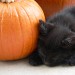 Photo of cat with pumpkin