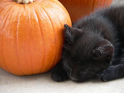 Photo of cat with pumpkin