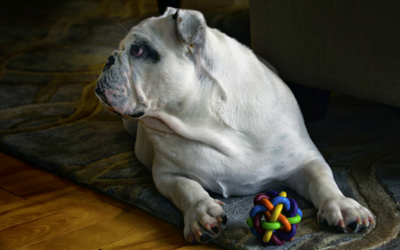 Dog with a toy