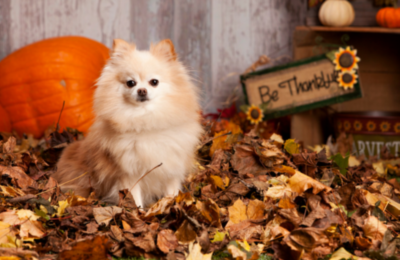 Pomeranian in a pile of leaves