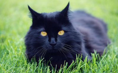 Black cat in grass