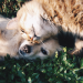 Kitten and puppy in grass