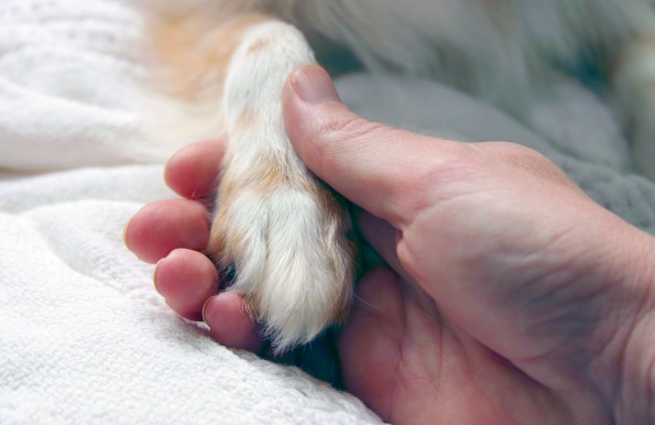 Dog paw and hand