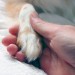 Dog paw and hand