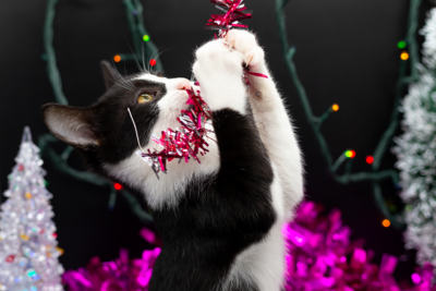 Kitten playing with tinsel