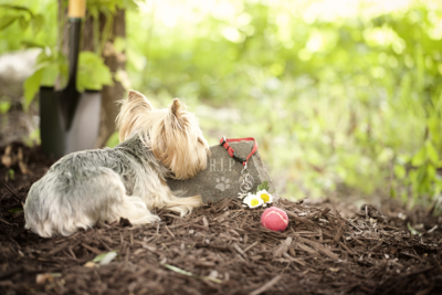 Small dog grieving the loss of another dog